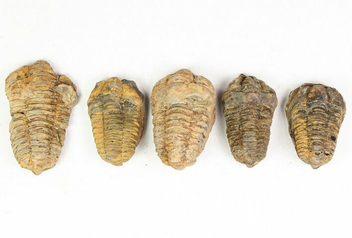 2-3" Calymene Trilobite Fossils - Photo 1